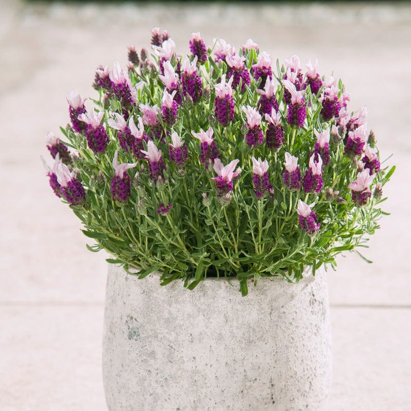 DT Brown FLOWER PLANTS Lavandula stoechas (French) Collection 9 Young Plants