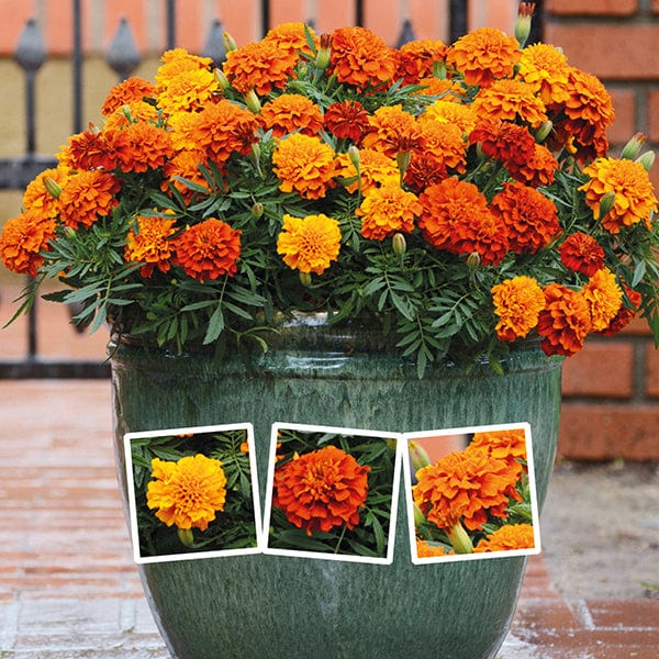 dt-brown FLOWER PLANTS Marigold Fireball Flower Plants