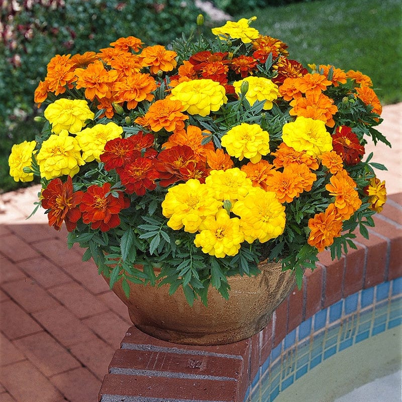 DT Brown FLOWER PLANTS Marigold Durango Mixed F1 Plug Plants