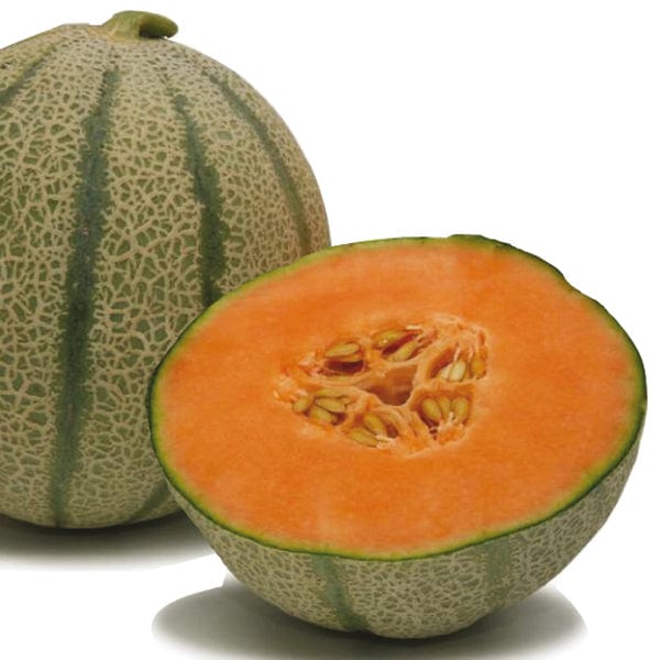 dt-brown VEGETABLE PLANTS Melon Diva F1 (Grafted) Plants