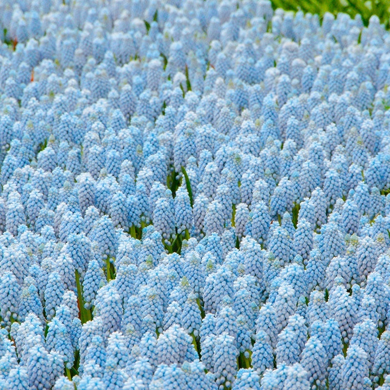 Field of blue muscari flowers with green grass in the background