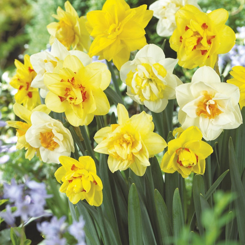 Double Narcissi Flower Bulb Mix