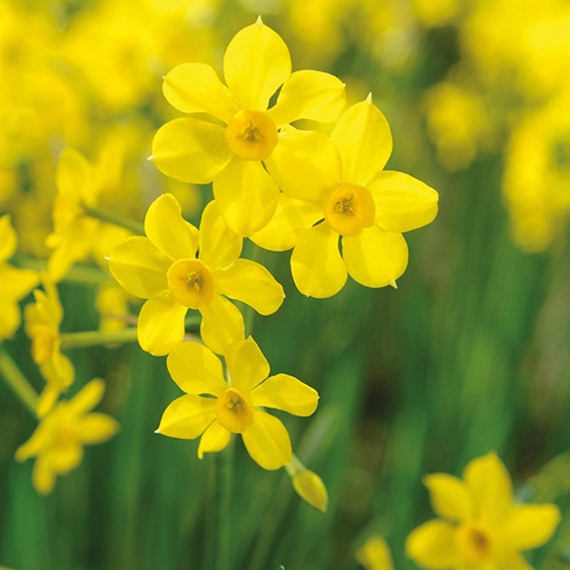 Close-up of yellow flowers with a blurred green background