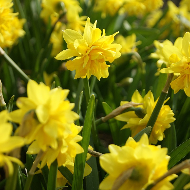 Close-up of yellow daffodils with green leaves