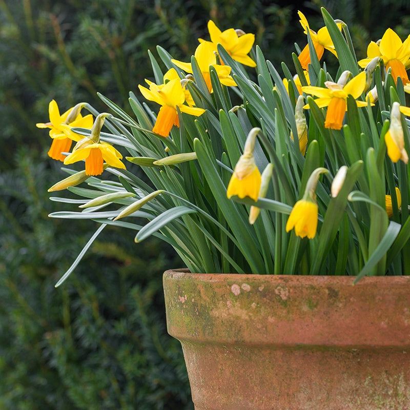 Yellow daffodils in a terracotta pot with green foliage in the background