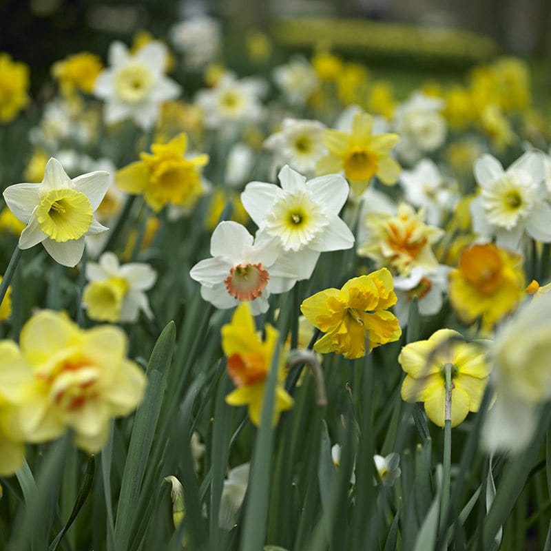 Narcissus Mixed Colours Flower Bulb Collection