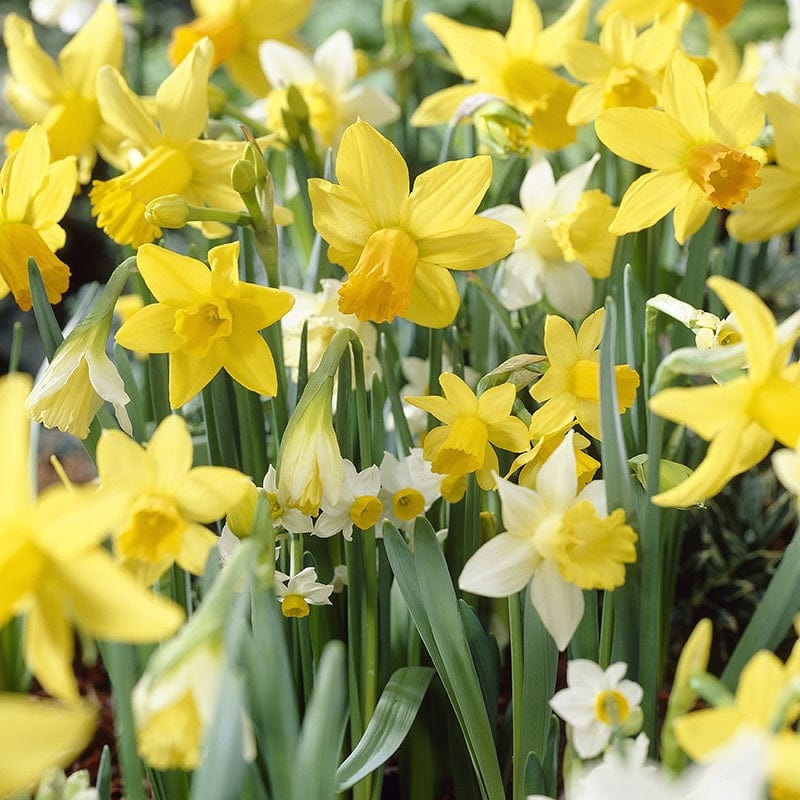 Narcissus Species Mixed Colours Flower Bulbs