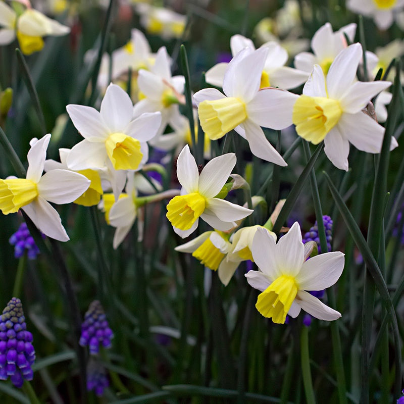 White and yellow daffodils with purple flowers in the background