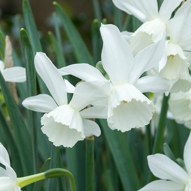 dt-brown FLOWER BULBS Narcissus Thalia Bulbs