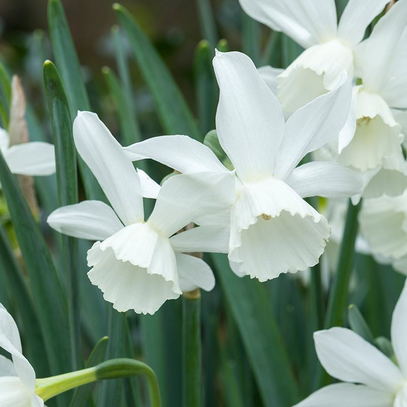 Close-up of white daffodils with green stems in the background
