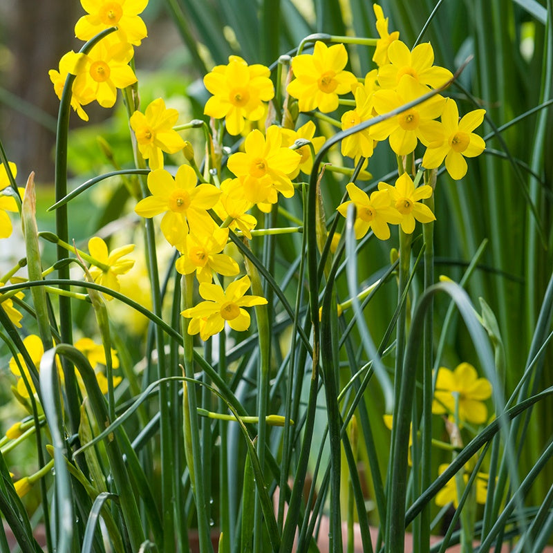 Yellow daffodils with green leaves in a garden setting