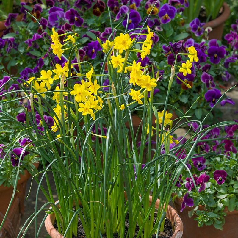 Yellow daffodils among purple violas in a garden setting