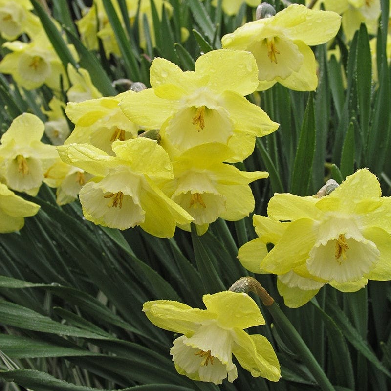dt-brown FLOWER BULBS Narcissus Binkie Bulbs