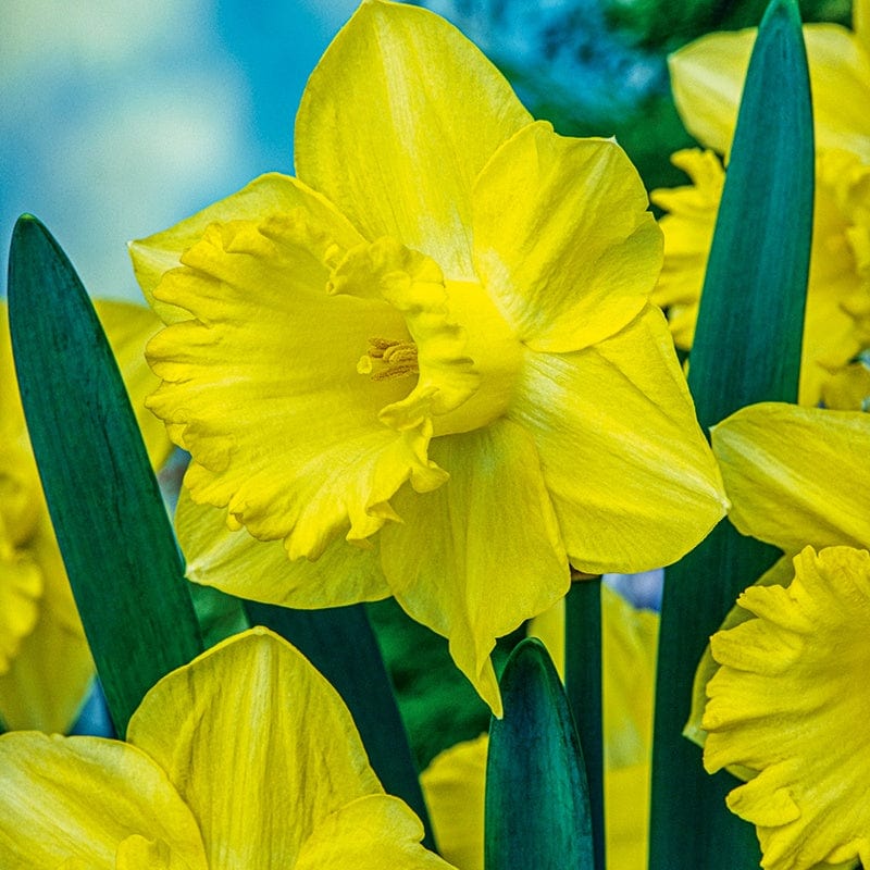 dt-brown FLOWER BULBS Narcissus Binkie Bulbs