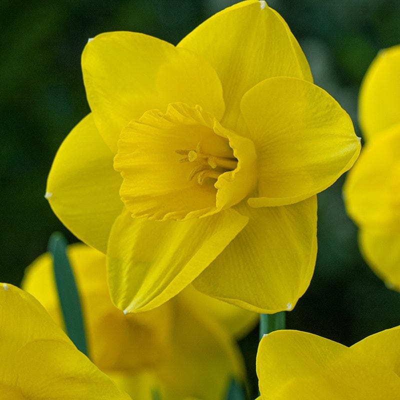 Narcissus Camelot Bulbs