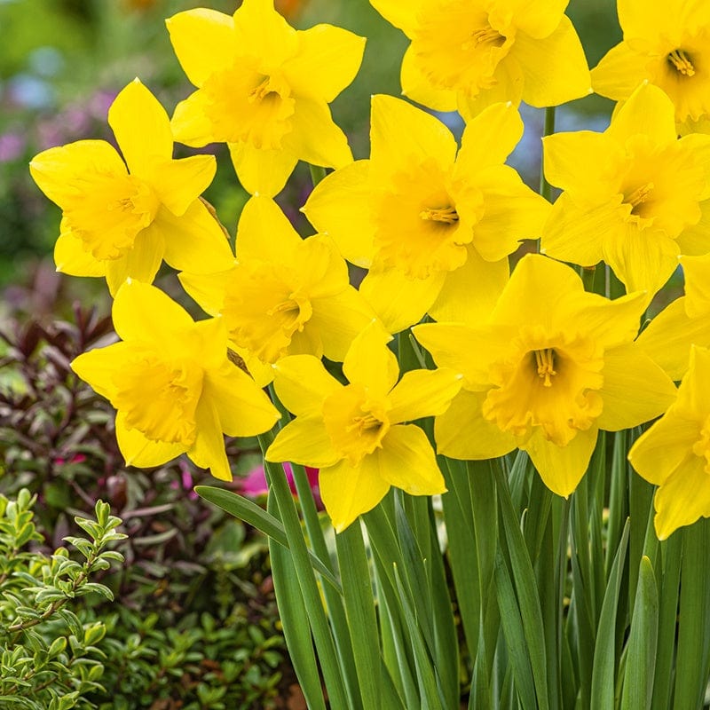 dt-brown FLOWER BULBS Narcissus Carlton Bulbs