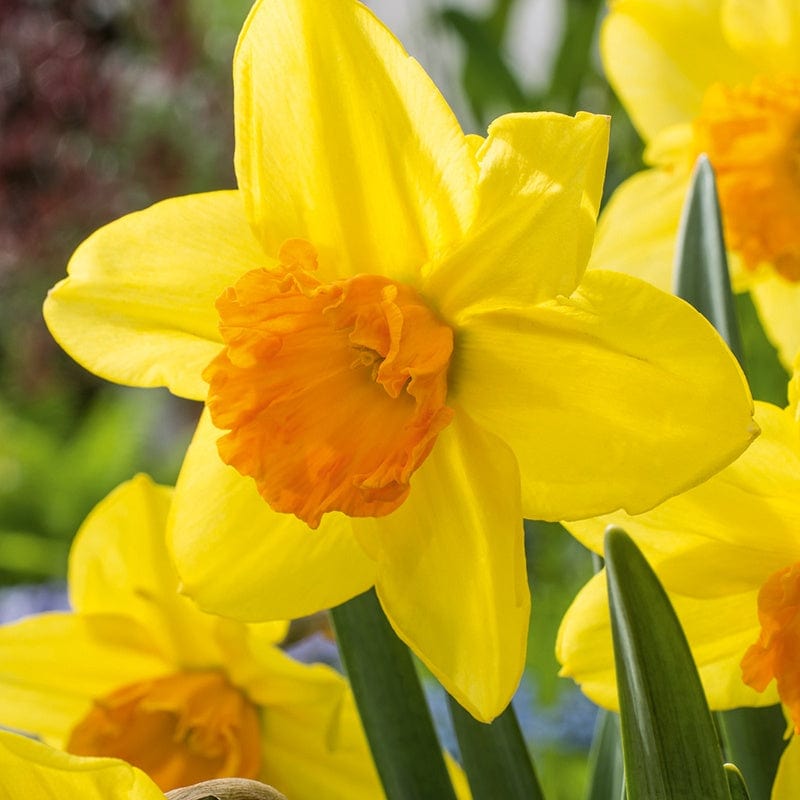 dt-brown FLOWER BULBS Narcissus Fortune 100 Bulbs