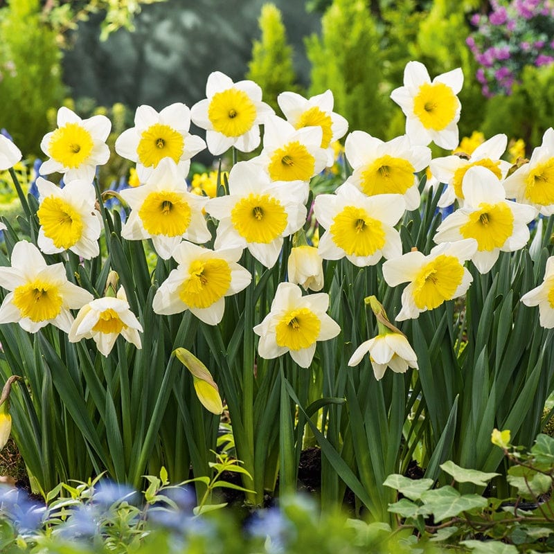 dt-brown FLOWER BULBS Narcissus Ice Follies Bulbs