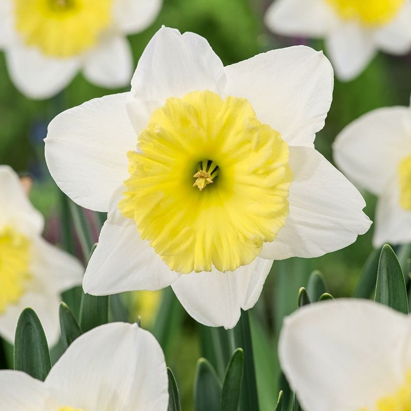 dt-brown FLOWER BULBS Narcissus Ice Follies Bulbs