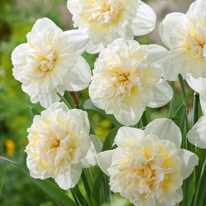 dt-brown FLOWER BULBS Narcissus Ice King Bulbs