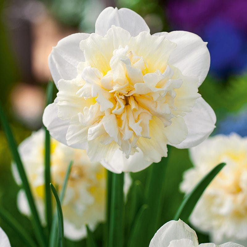 dt-brown FLOWER BULBS Narcissus Ice King Bulbs