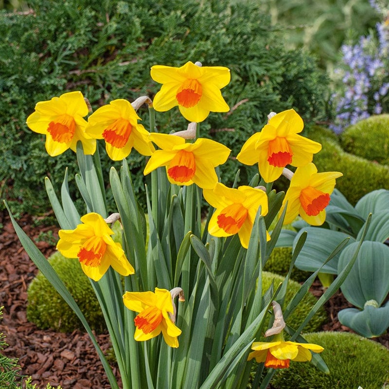 dt-brown FLOWER BULBS Narcissus Juanita Bulbs