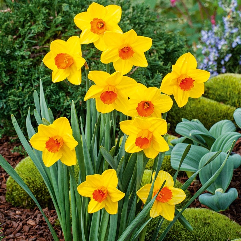 Narcissus Juanita Bulbs