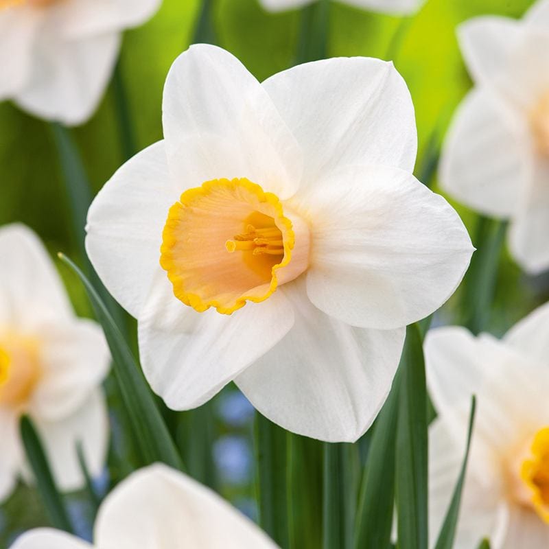 dt-brown FLOWER BULBS Narcissus Salome Bulbs