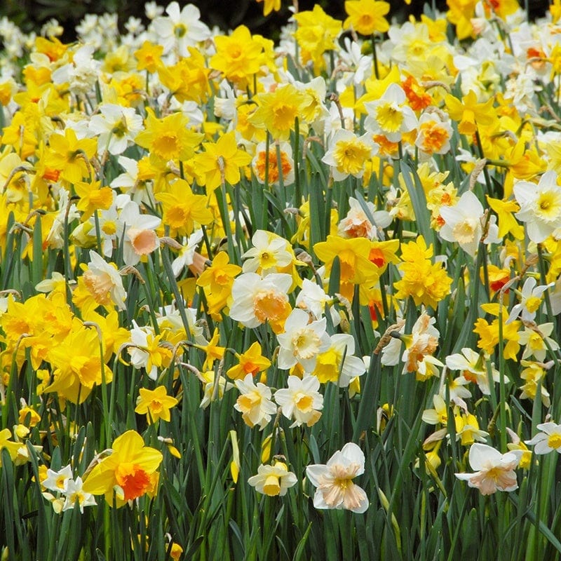 Narcissus Mixed Bulbs