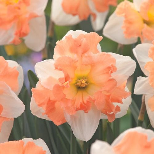 dt-brown FLOWER BULBS Narcissus Mariner Flower Bulbs