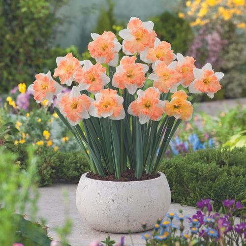 dt-brown FLOWER BULBS Narcissus Mariner Flower Bulbs