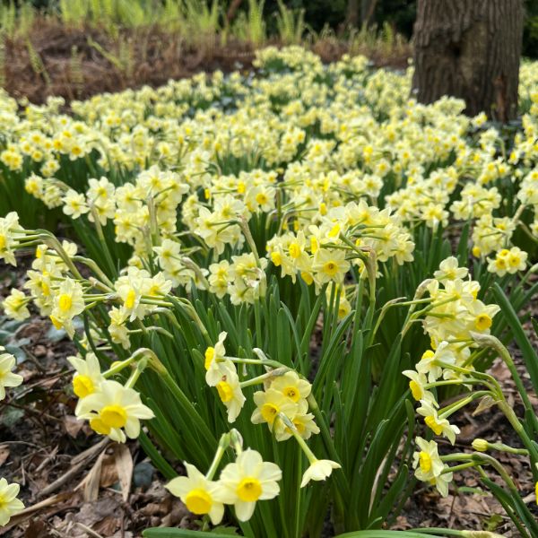 Field of yellow flowers with green leaves in a natural setting