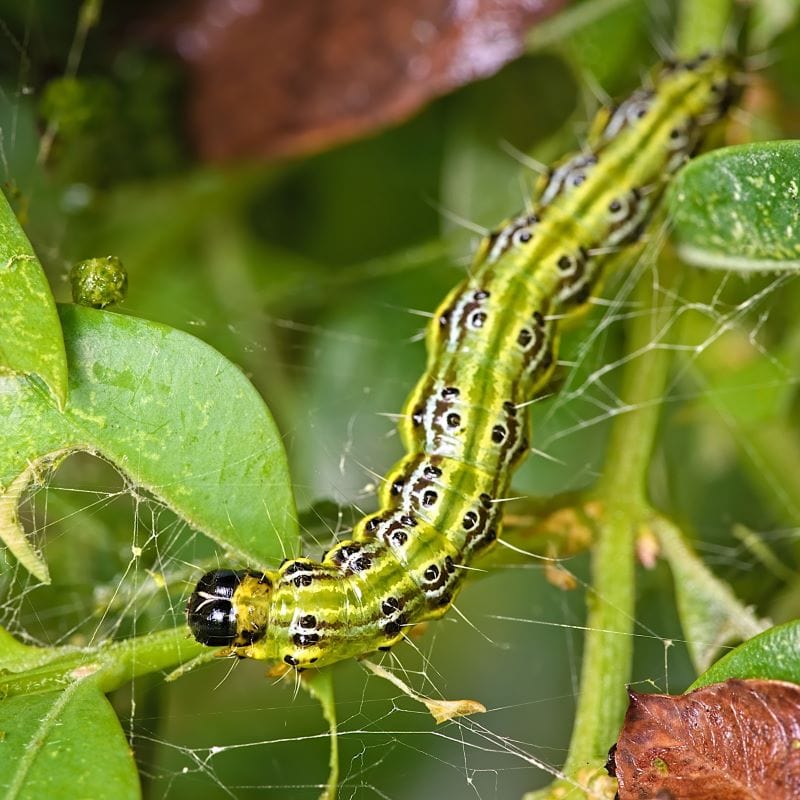 dt-brown HARDWARE Box Moth Caterpillar Control Nematodes 30sqm x 2 (2 sachets)