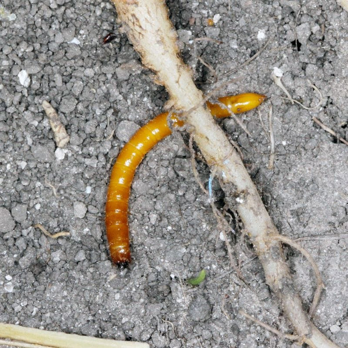 Pest Control Wire Wire Worm Control Nematodes 60sq.m | DT Brown