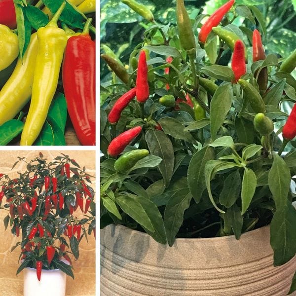 DT Brown VEGETABLE PLANTS Nicely Spicy Chilli Pepper Plant Collection