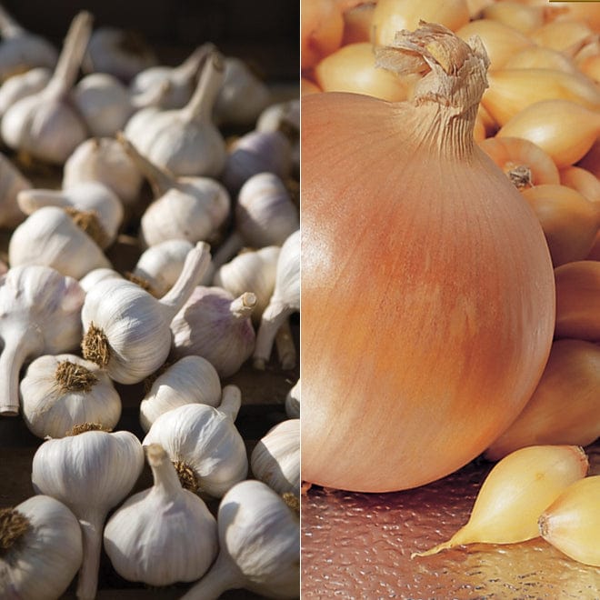 Onion Centurion & Garlic Tuscany Wight