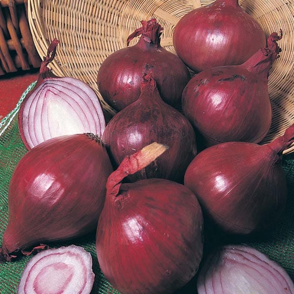 dt-brown ONIONS/GARLIC/SHALLOTS Heat Treated Red Baron AGM Onion Sets