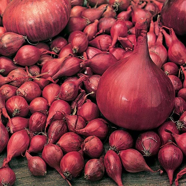dt-brown ONIONS/GARLIC/SHALLOTS Autumn Planting Onion Set Collection