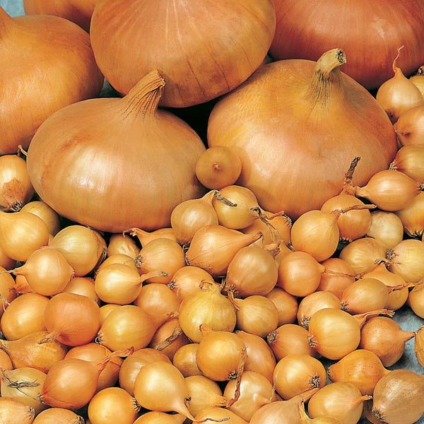 Gourmet Garlic, Onion and Shallot Collection