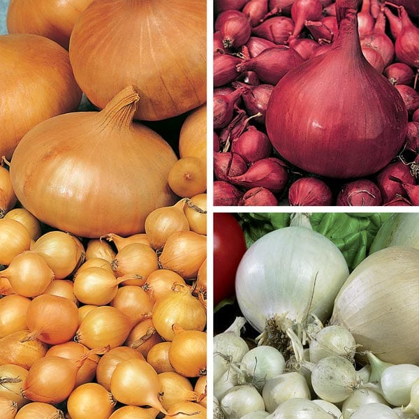 dt-brown ONIONS/GARLIC/SHALLOTS Autumn Planting Onion Set Collection