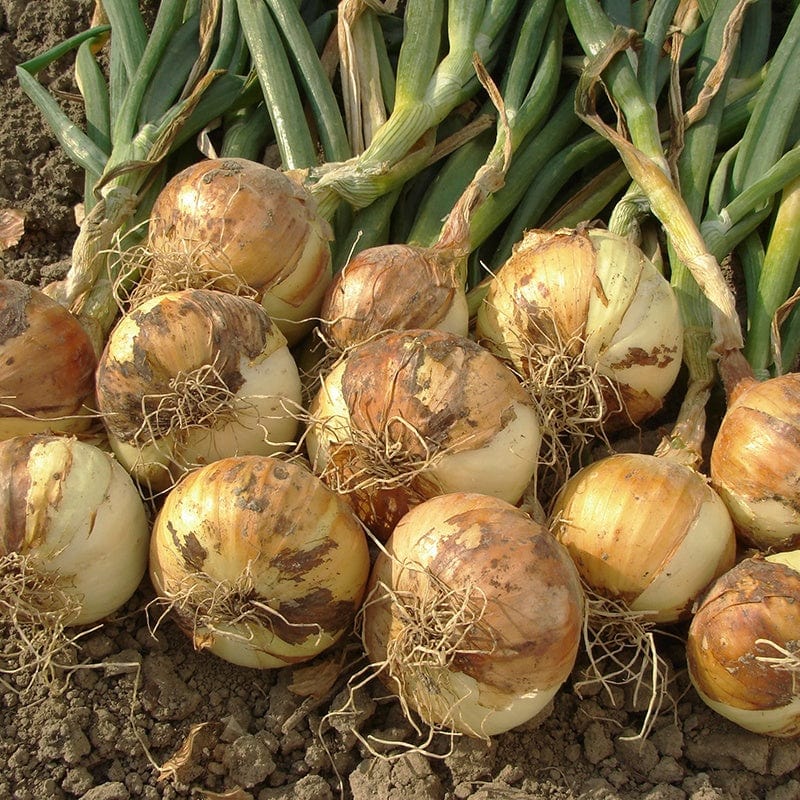 Heat Treated Onions