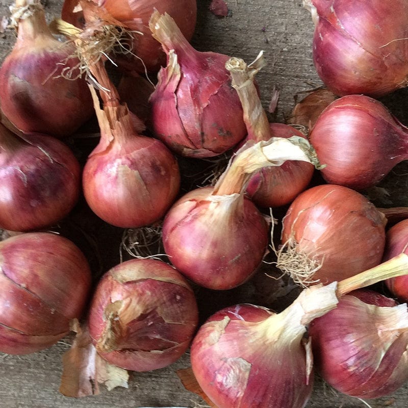 dt-brown ONIONS/GARLIC/SHALLOTS Heat Treated Rosanna Onion Sets