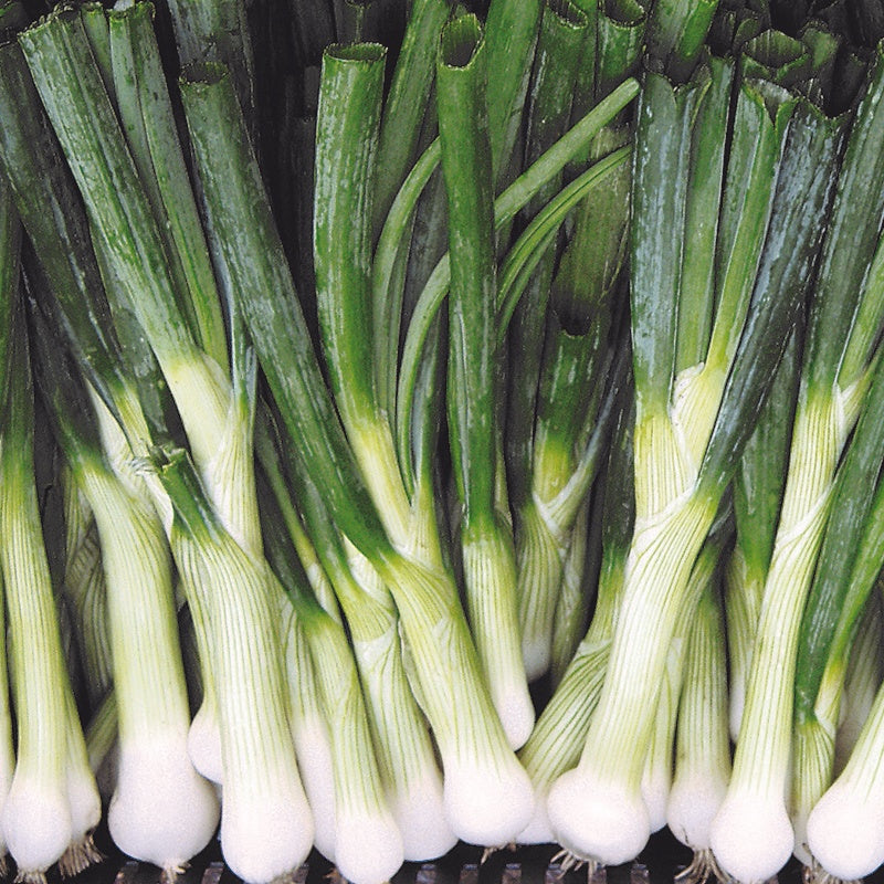 Starlight Spring Onion Plants