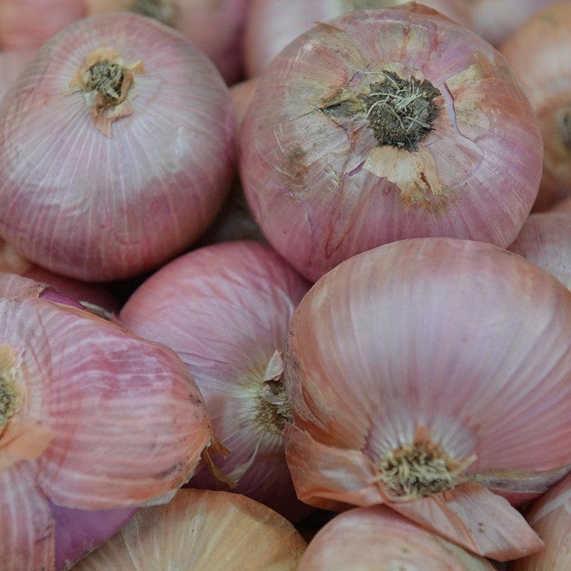 dt-brown ONIONS/GARLIC/SHALLOTS Onion Pink Panther Sets