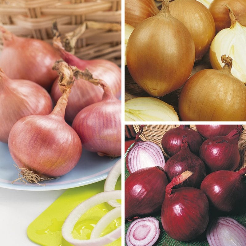 dt-brown VEGETABLE PLANTS Onion Plant Collection