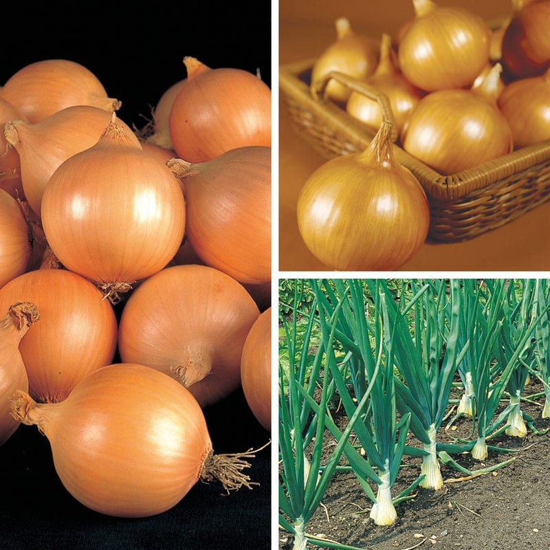 dt-brown VEGETABLE PLANTS Exhibition Onion Veg Plant Collection