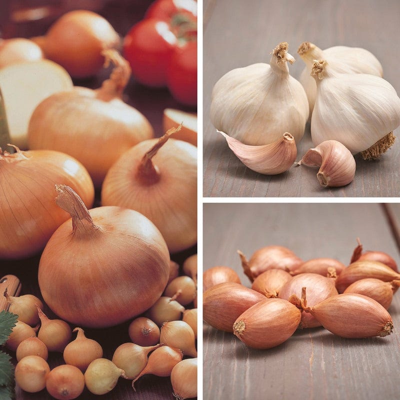 dt-brown ONIONS/GARLIC/SHALLOTS Spring Planting Onion, Shallot and Garlic Collection