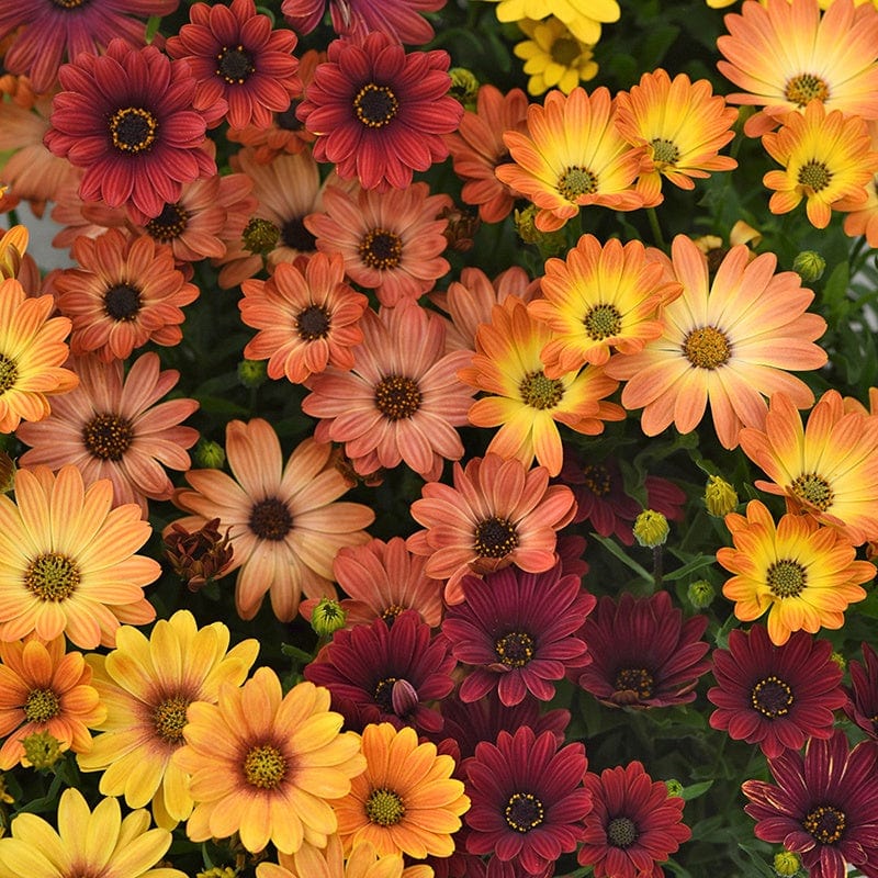 dt-brown FLOWER PLANTS Osteospermum Akila Sunset Shades F1 Plug Plants