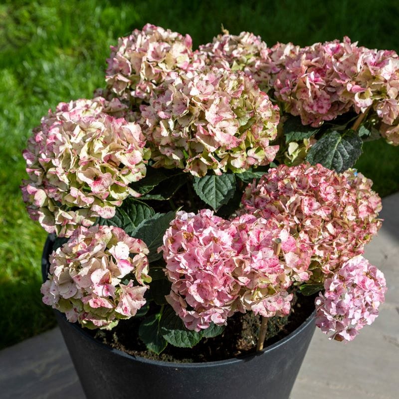 dt-brown HARDWARE Octavia Recycled and Unbreakable Plant Pot 38cm Slate