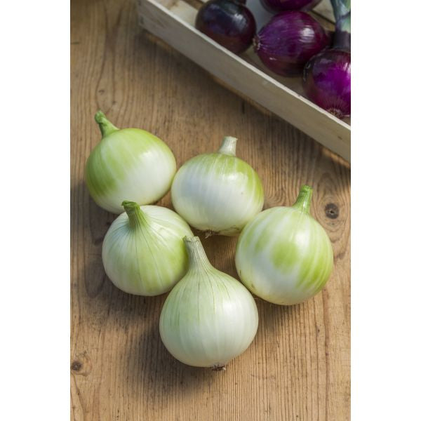 Onion Walla Walla Seeds